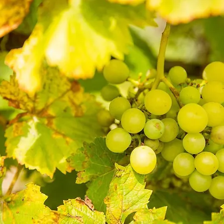 Apartment Le Grenier Du Photographe