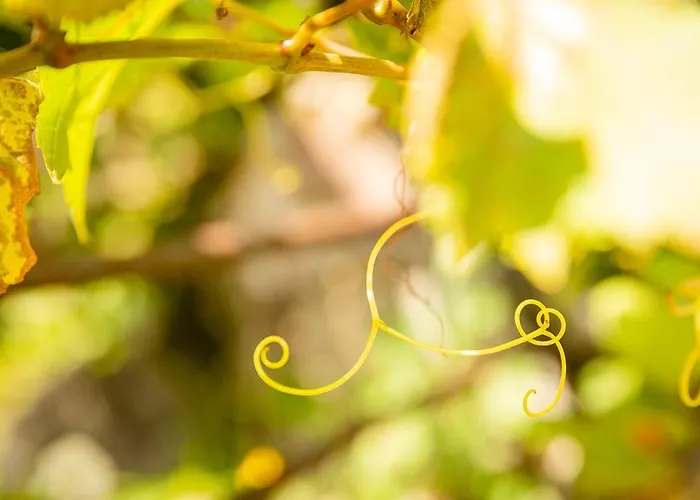 Le Grenier Du Photographe