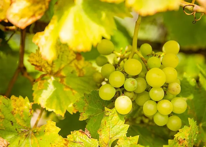 Apartment Le Grenier Du Photographe